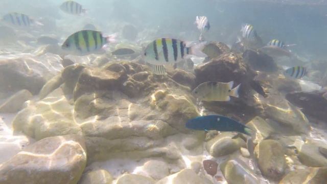 GoPro 5 session Тест камеры под водой !!! смотреть онлайн