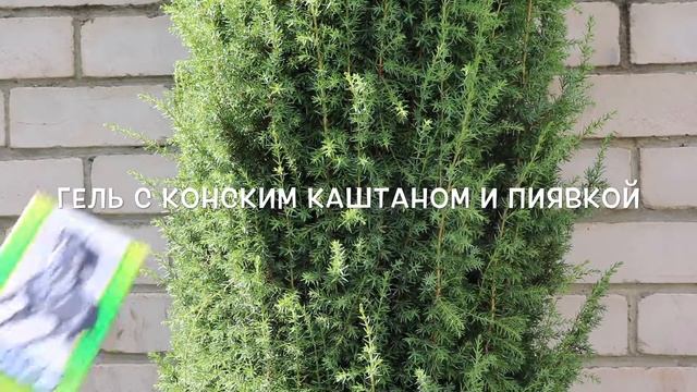 Скраб Лимфодренажный & Гель с Каштаном и Пиявкой смотреть онлайн