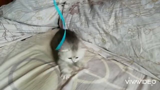 Шикарная шотландская длинношерстная девочка хайленд-страйт серебристой шиншиллы. смотреть онлайн