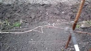 Весенняя обработка винограда 2% медным купоросом