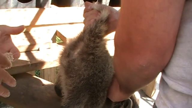 Tapeworm Removal смотреть онлайн