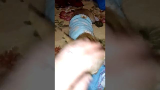 Удаление молочных зубов у чихуа смотреть онлайн