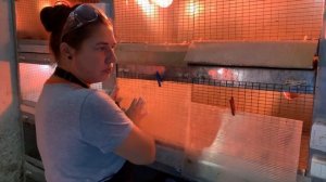 Селадон перепела. Особенности выращивания. Серия 1. МОИ перепела