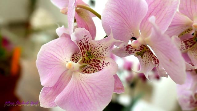 Special Phalaenopsis Orchid! - The big lip смотреть онлайн
