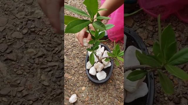 Gardenia Bonsai смотреть онлайн