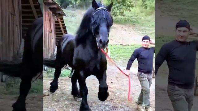 Самый большой конь в мире смотреть онлайн