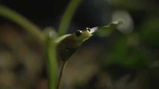 Ecuador: Mashpi Lodge смотреть онлайн