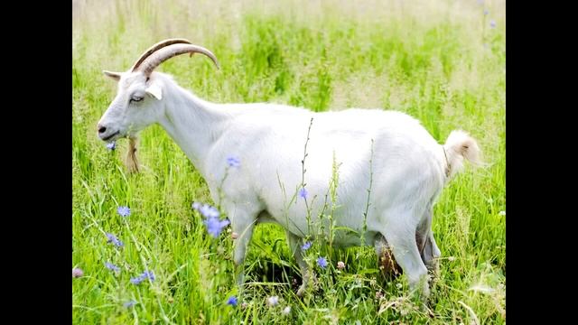 КАРАМЕЛЬКА  игры, головоломки, мультфильмы