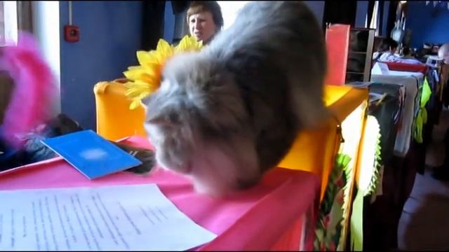 Рабочая сторона выставки кошек. смотреть онлайн