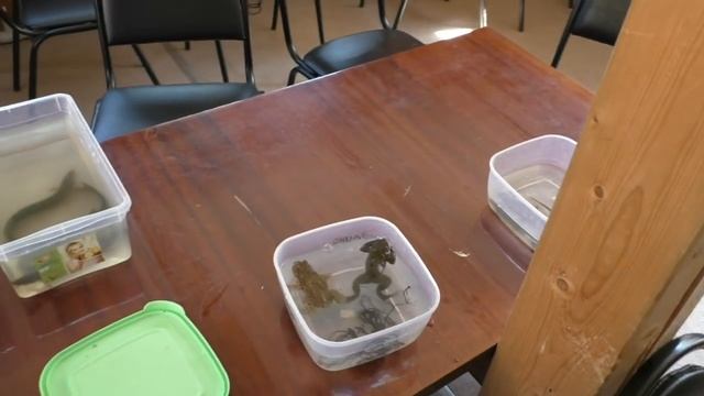 Ловля жаб и лягушек, выращивание головастиков смотреть онлайн