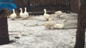 Зимнее кормление Гусей/ Залог отличной весенней Яйцекладки