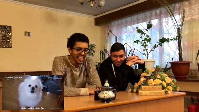 ВЕСЕЛЫЕ РЕАКЦИИ #1 / Антон и Коля смотрят смешные видео про животных смотреть онлайн