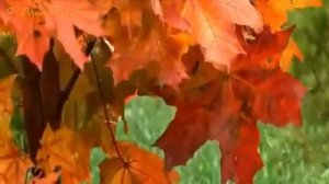 Андрей Обидин "Осень и саксофон"