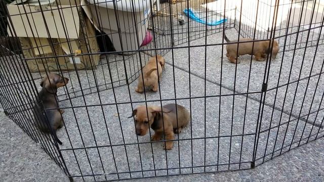 Puppy Wrestle-Mania? Or Bumper-car puppies? смотреть онлайн