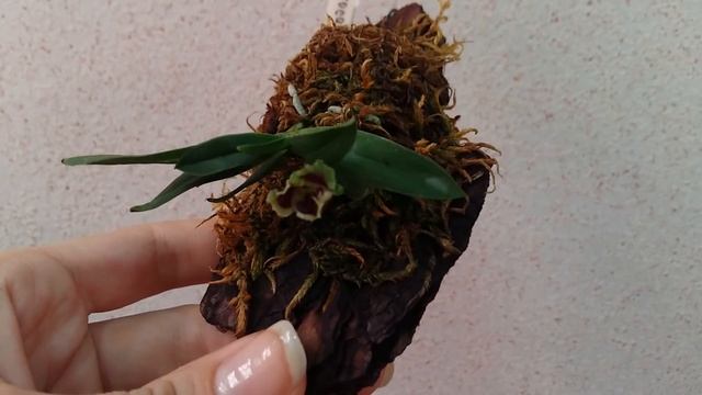 HARAELLA RETROCALLA - описание и основы ухода смотреть онлайн