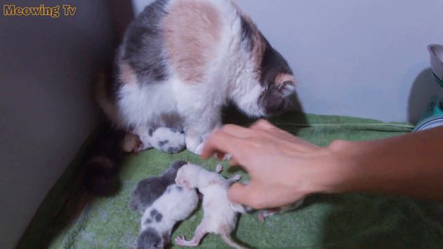 Kittens weight after being born смотреть онлайн