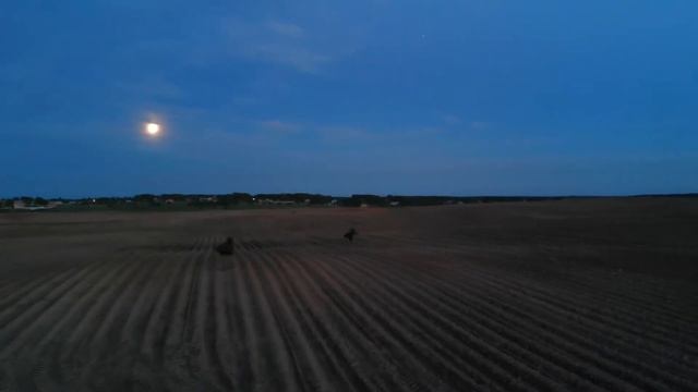 Квадрокоптер Dji mavic air гоняет лосей в сумерках смотреть онлайн