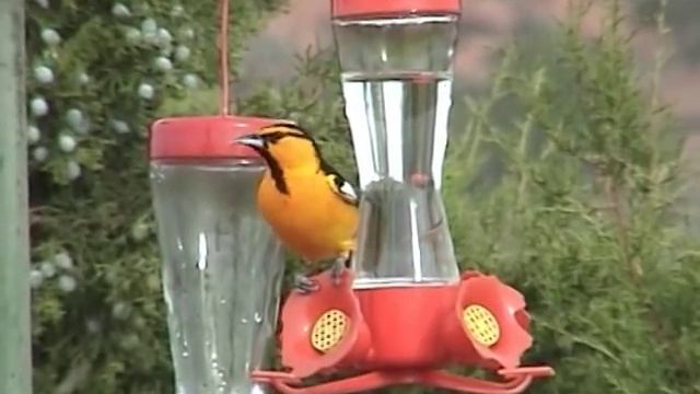 Oriole at our Hummingbird Feeder смотреть онлайн
