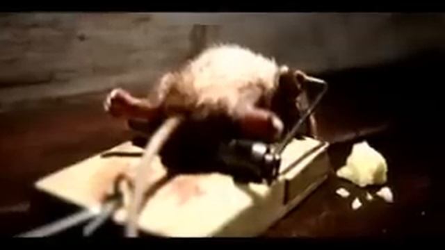 Mouse exercising with a mouse trap (cheese ad) смотреть онлайн