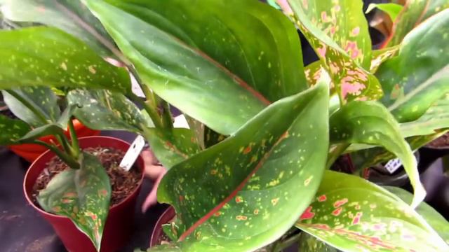 Conheça 9 LINDAS Aglaonemas! смотреть онлайн