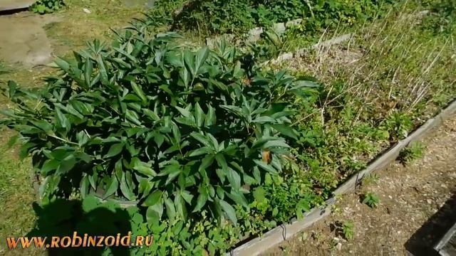 Коварная сныть и как её заметить на грядке смотреть онлайн