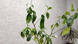 Уход за Лимоном. 3 Главных Правила,чтобы Лимон вырос Большим !!!