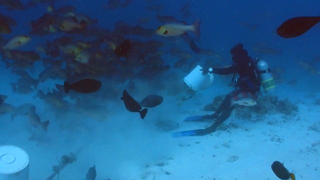 Diving Maldives Raa Atoll With Epic Music
