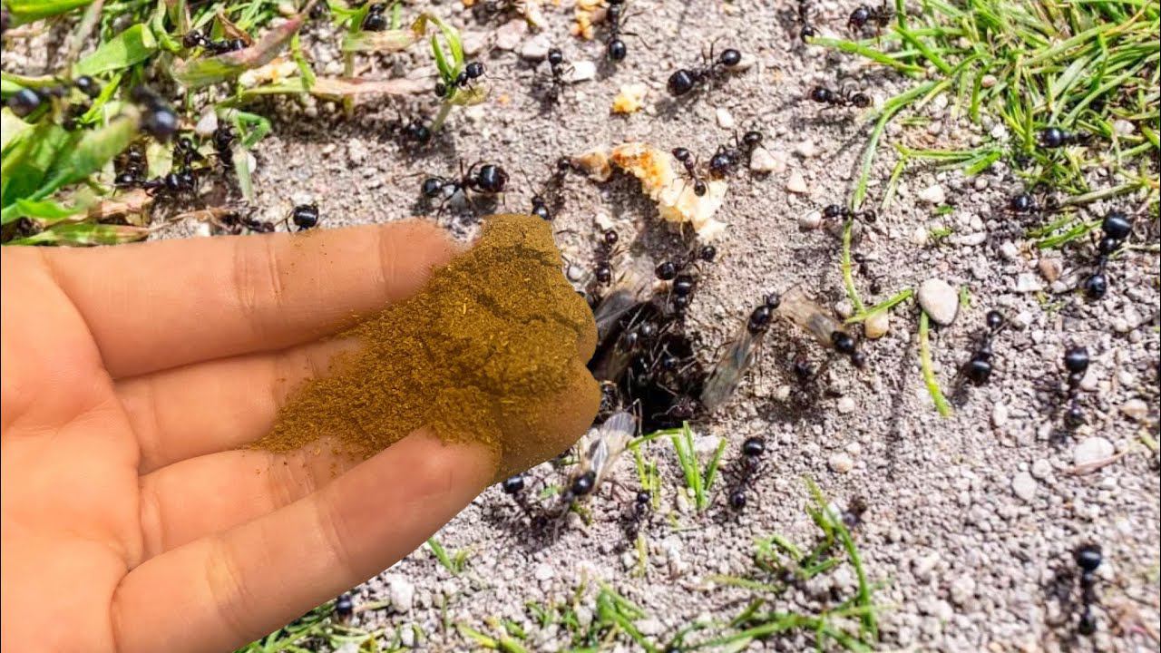 ЗА 1 РАЗ ИЗБАВИЛАСЬ ОТ МУРАВЬЕВ! Я НЕ ВЕРИЛА, НО ОТ МУРАВЬЕВ ПОМОГЛО СРАЗУ ЖЕ! смотреть онлайн