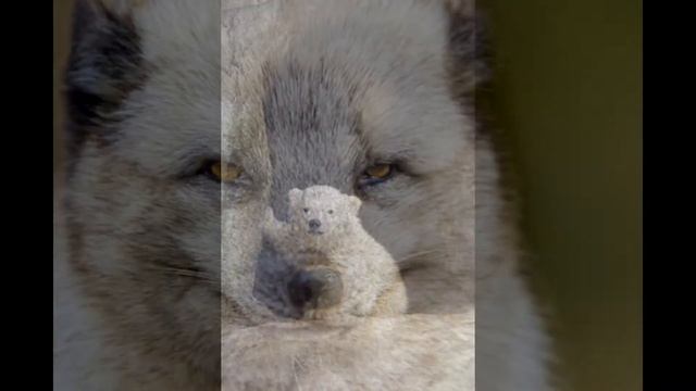 природа в заповедниках Якутии смотреть онлайн