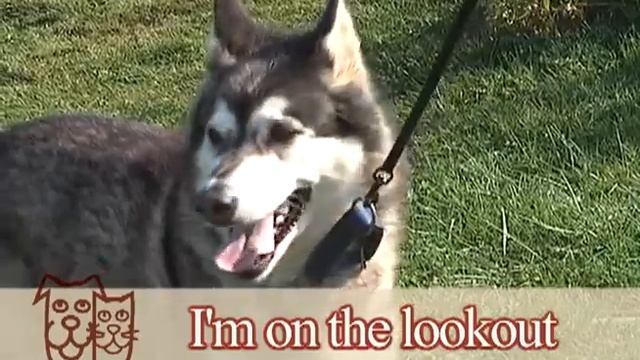 Nikita - Adoptable Dogs смотреть онлайн