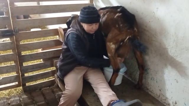 21.01.2023 г. Кого родила коза? Кормление подрощенных козлят. Дойка Беллы и Лолы. Продолжение окота смотреть онлайн