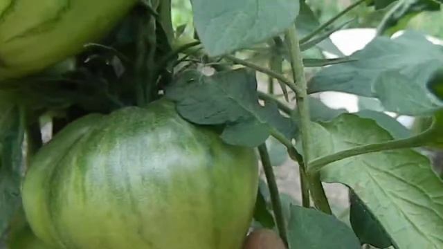 Томат Тундра. Обзор вегетирующего растения. смотреть онлайн