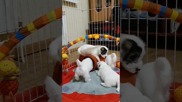 Щенки силихем терьера питомник "Bambino Do Sole" смотреть онлайн