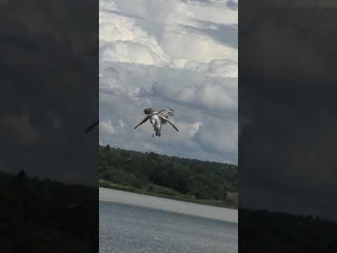 Чайка зависла в воздухе Запутавшись в рыболовной леске смотреть онлайн