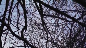 Как выглядит черноольшанник. Черноольховая топь. Про ольху черную и серую