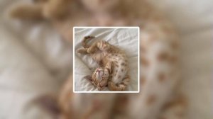 Mirèle-Скинь котиков (1 часовая версия)  [speed up]