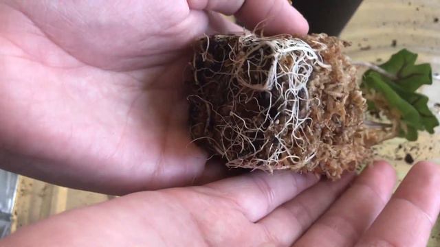 My Beautiful Alocasia JACKLYN 💚 (Alocasia Tandurusa)