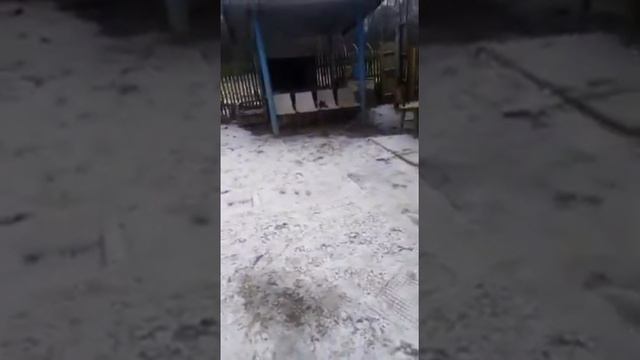Молодой метис шарпея Мишка - маленький пёс! смотреть онлайн