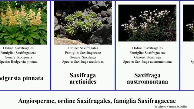 Angiosperme, ordine Saxifragales, famiglia Saxifragaceae mitella occidentalis comune nuda villosa смотреть онлайн