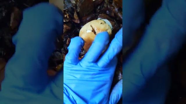 เห็ดผึ้งหวาน หมานคึเก่า #mushroom #เก็บเห็ด #เข้าป่าหาเห็ด #funghi #porcini #germany #bestoftheday смотреть онлайн