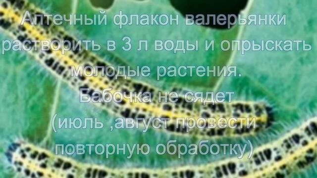 Гусеницы. Спасаем капусту смотреть онлайн