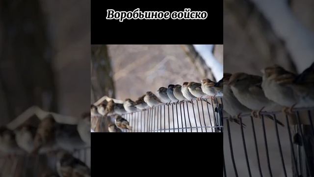 Виды г̶о̶л̶у̶б̶е̶й̶ птиц | Воробей(Часть 2) смотреть онлайн