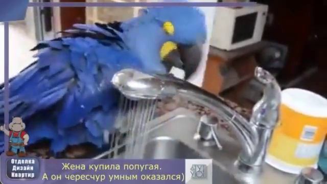 Умный попугай смотреть онлайн