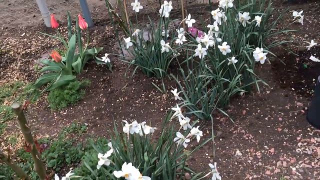 Обзор сада. Новый забор. Весенний сад с тюльпанами и нарциссами. смотреть онлайн