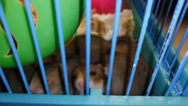 Чем занимаются маленькие хомячки?//what Little Hamsters Do?