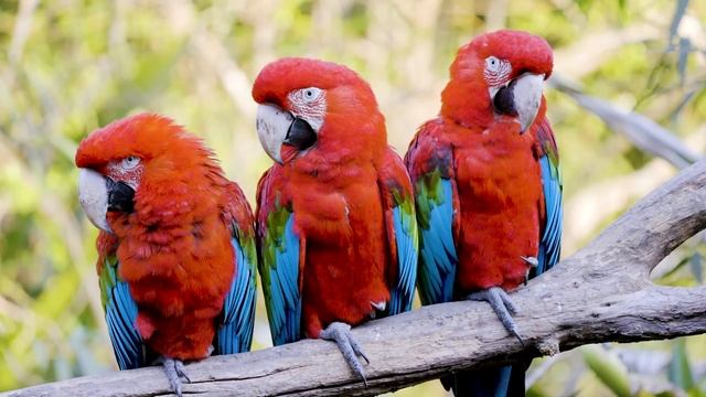 1500 ANIMALS NAMES And SOUNDS 8K ULTRA HD