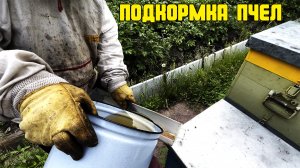 Подкормка пчел перед медосбором! Для чего и зачем? #мед #пчеловодство #медосбор