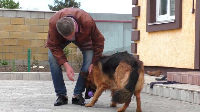 ЩЕНКИ Дакара и Каролины 1.5 мес. Длинношерстные Немецкие Овчарки. Одесса. смотреть онлайн