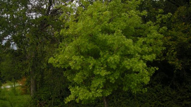 Missionary Cassandra Baker[Luke 17:11-19]Where Are The Nine? смотреть онлайн