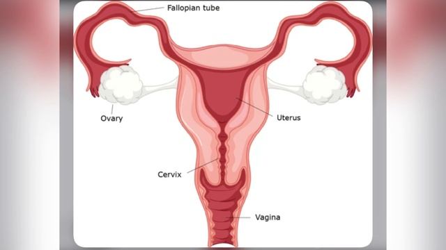 EFFECTS OF POSTINOR 2 ON THE WOMB AND HOW IT AFFECTS FERTILITY смотреть онлайн